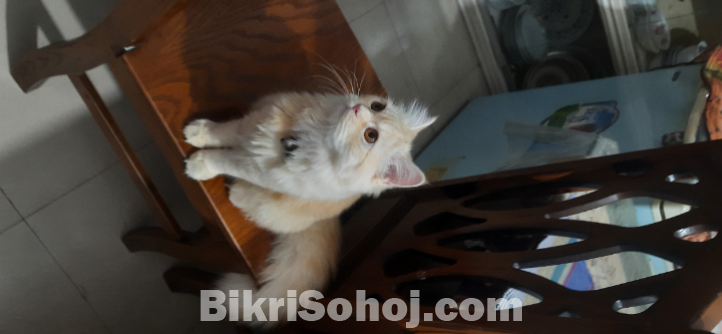 Female Persian Cat